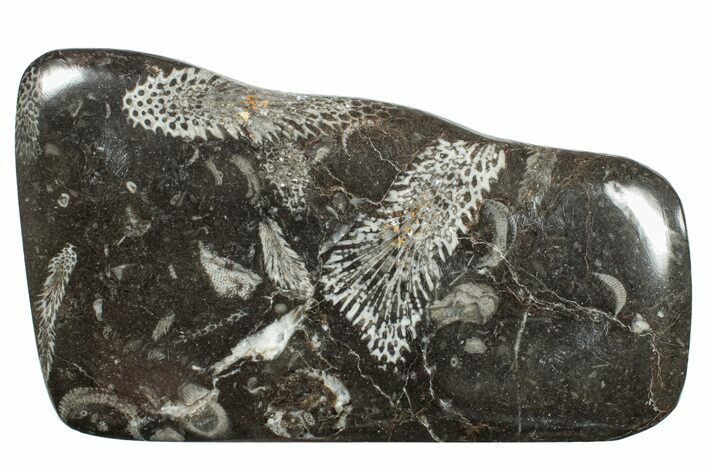 Polished Devonian Fossil Coral and Bryozoan Plate - Morocco #255648